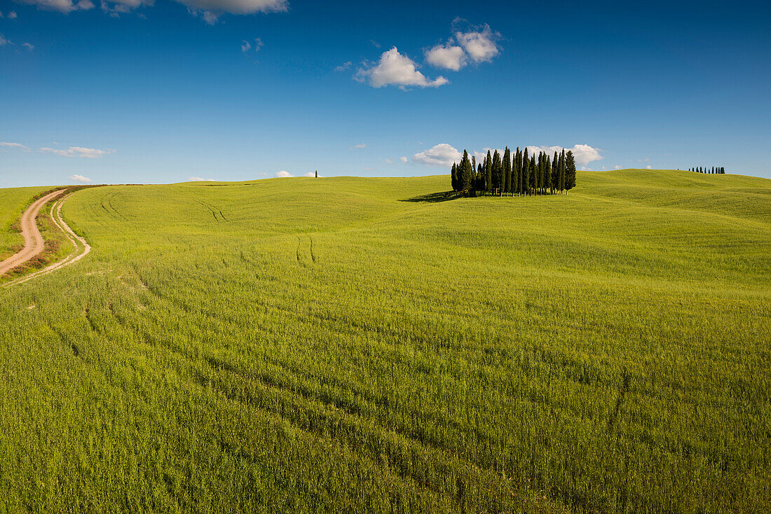 Landschaft bei San Quirico d'Orcia, Val d'Orcia, Provinz Siena, Toskana, Italien, UNESCO Welterbe