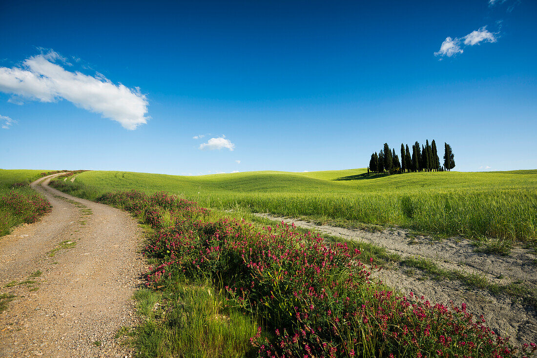 Landschaft bei San Quirico d'Orcia, Val d'Orcia, Provinz Siena, Toskana, Italien, UNESCO Welterbe