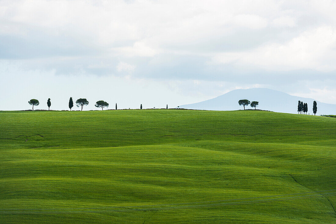 Landschaft bei San Quirico d'Orcia, Val d'Orcia, Provinz Siena, Toskana, Italien, UNESCO Welterbe