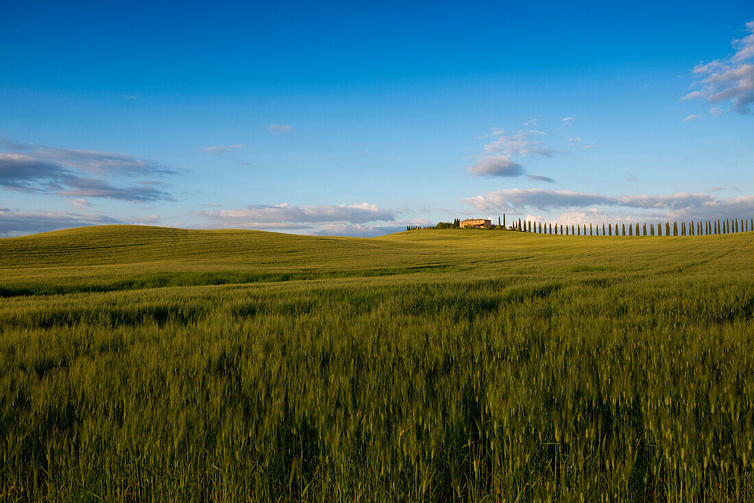 landscape near San Quirico d`Orcia, Val d`Orcia, province of Siena, Tuscany, Italy, UNESCO World Heritage