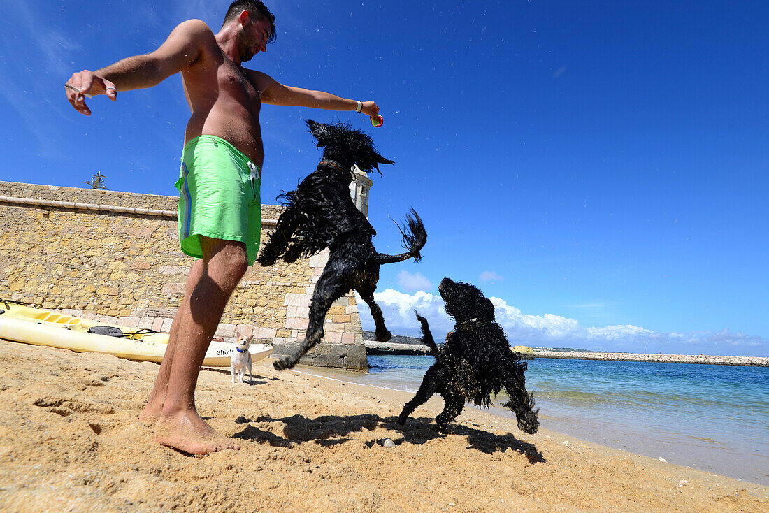 Mann spielt mit seinen Hunden, Wasserhunde am Castelo, Lagos, Algarve, Portugal