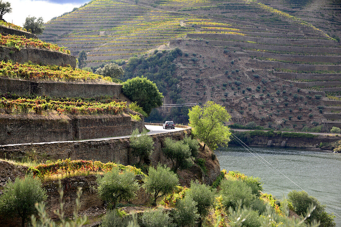 winefields between Peso Regua and Pinhao, Douro valley, Norte, Portugal