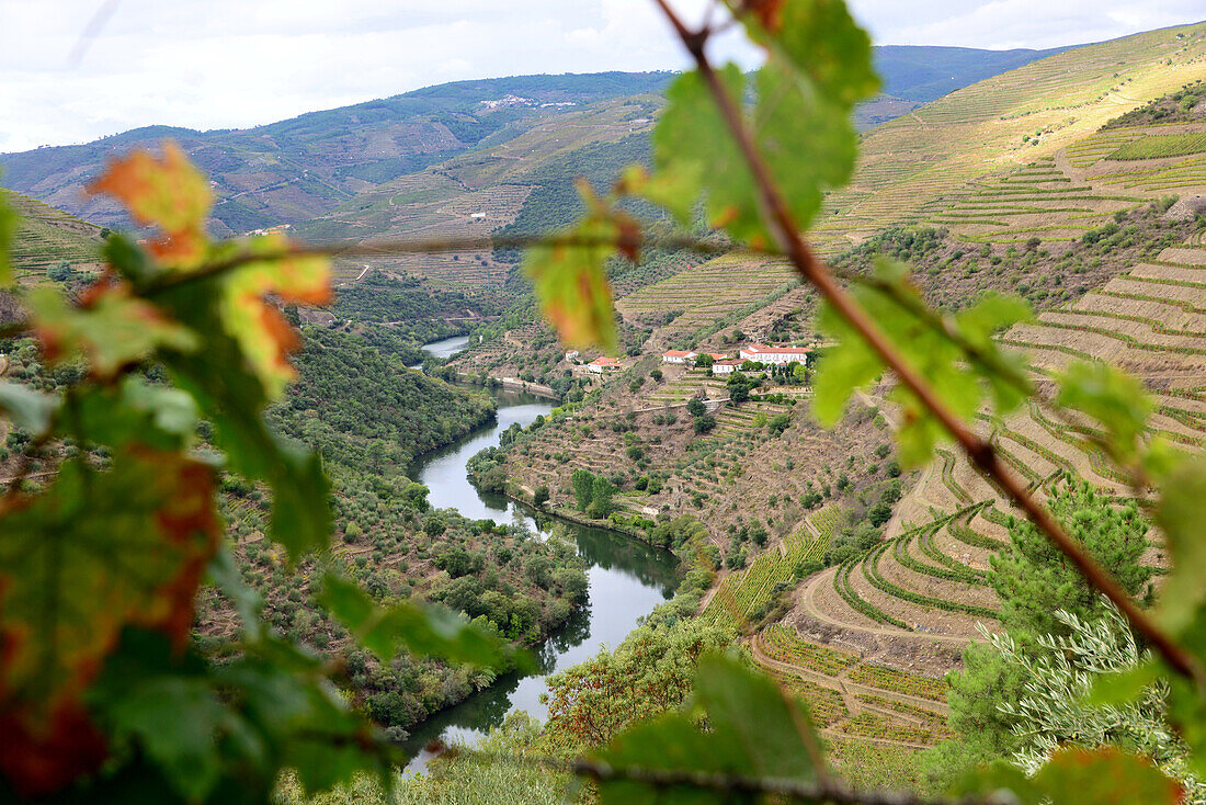 Weinanbau im Tal bei Tabuaco über dem Dourotal, Norte, Portugal