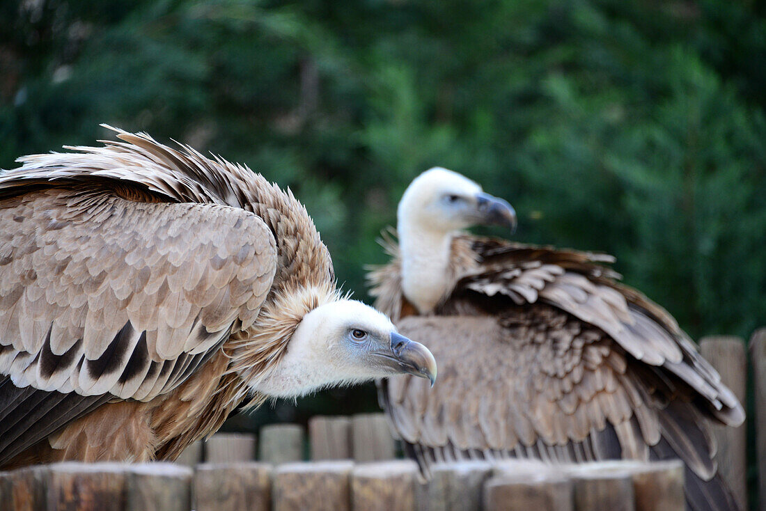 Geier, Greifvögelshow bei Miranda do Douro, Parque Natural do Duoro International, Tras-os-Montes, Nordost-Portugal, Portugal