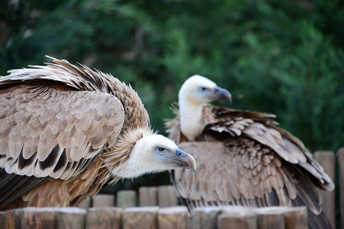Vulture in Miranda do Douro, Parque Natural do Duoro International, Tras-os-Montes, Northeast-Portugal, Portugal