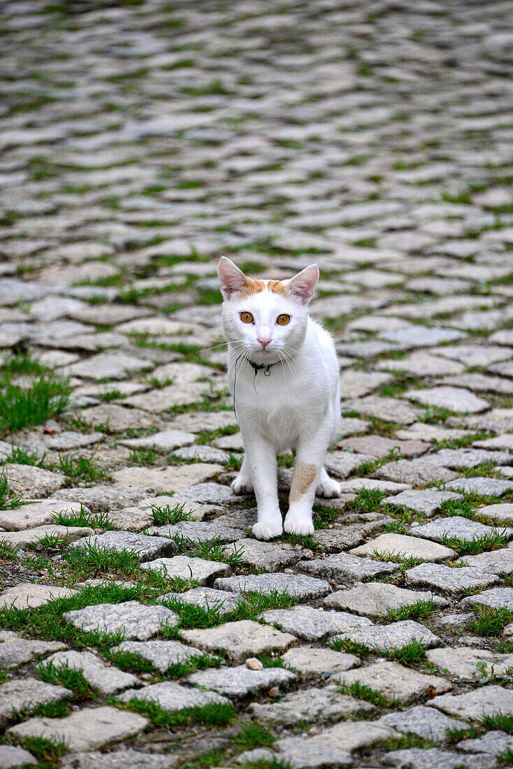 Katze in Montesinho im Parque Natural Montesinho bei Braganca, Tras-os-Montes, Nordost-Portugal, Portugal