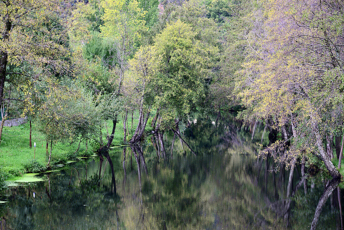 Reflection of trees in water, Parque Natural Montesinho near Braganca, Tras-os-Montes, Northeast-Portugal, Portug