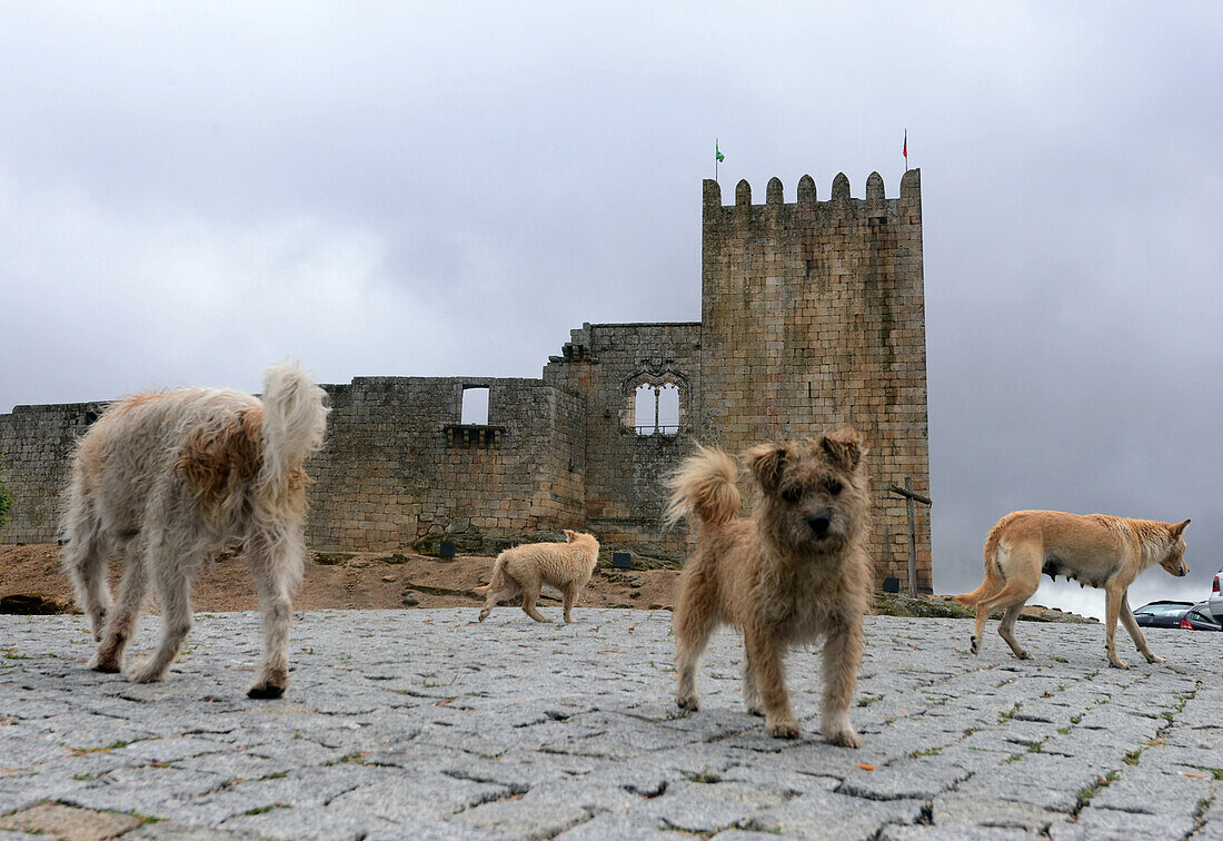 Castle, Belmonte, Castelo Branco, Centro, Portugal