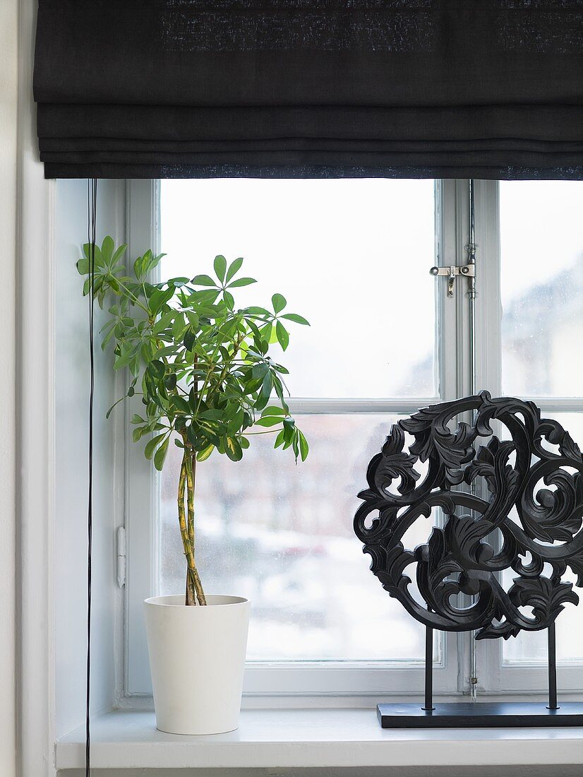 Fenster mit Zimmerpflanze im weissen Topf und schwarzem Rollo