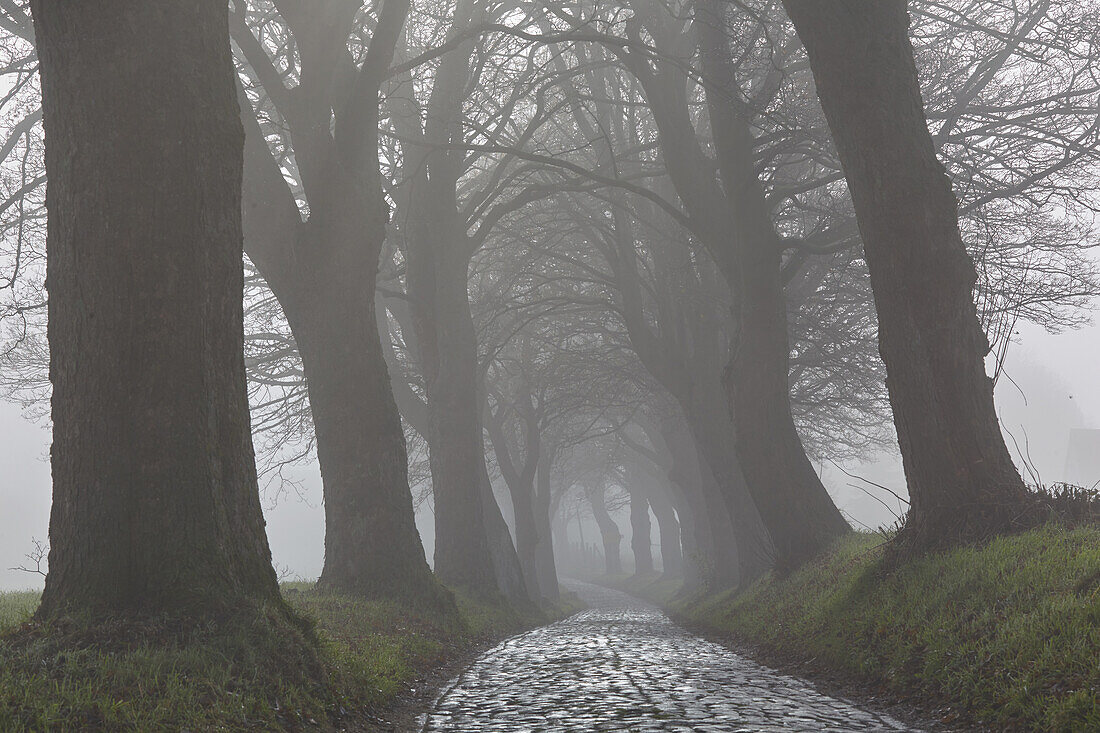 Sycamore Maple in the fog, Bruscow, Mecklenburg Vorpommern, Germany