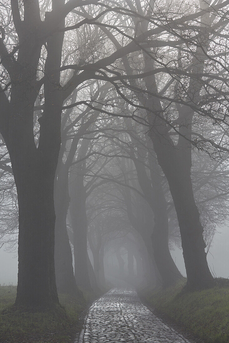 Sycamore Maple alley in fog, Brusow, Mecklenburg Vorpommern, Germany