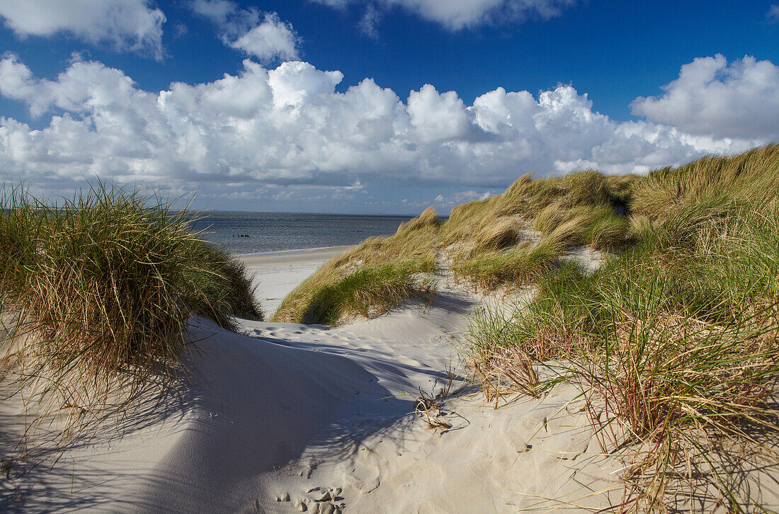 Dunes and the North Sea, Amrum, Schleswig Holstein, Germany