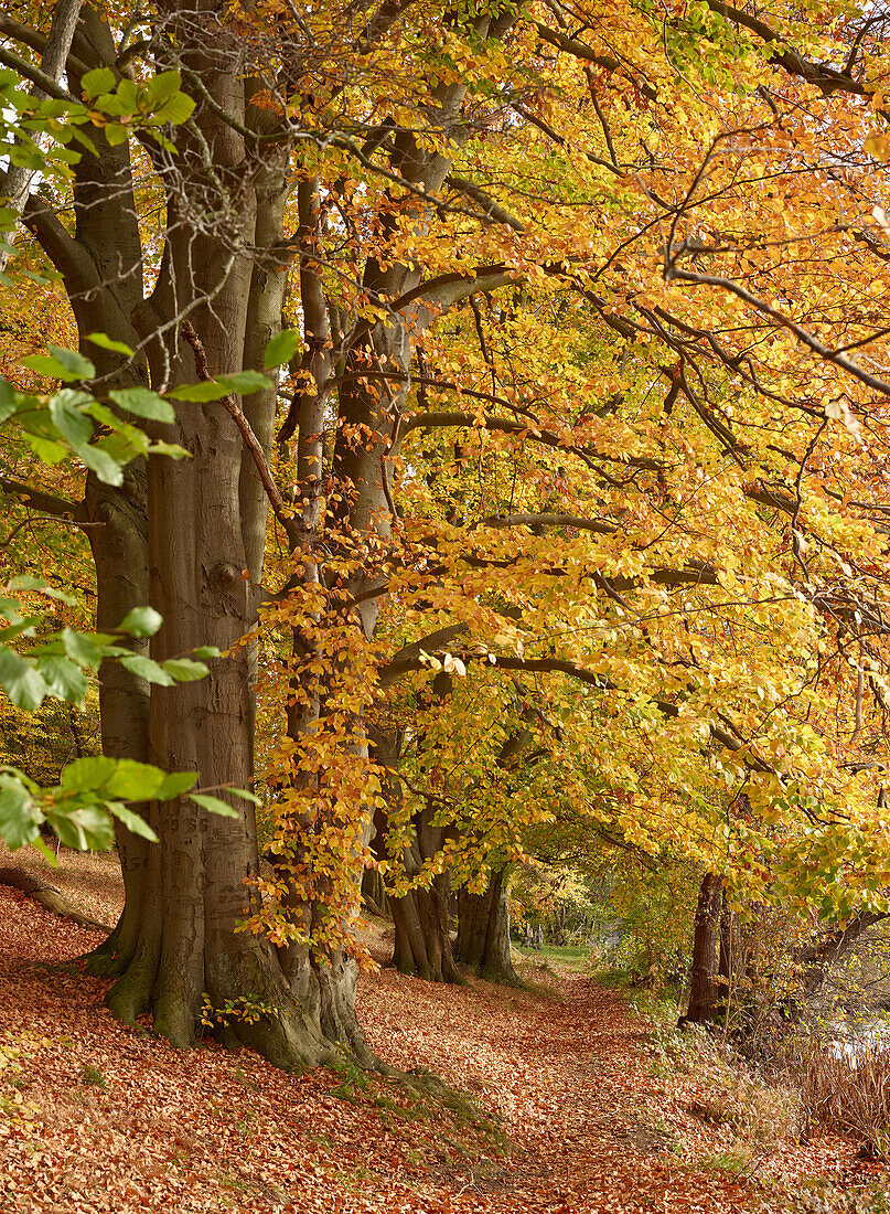 Beech trees in Autumn, Felderberger Seenlandschaft Nature Park, Mecklenburg Vorpommern, Germany