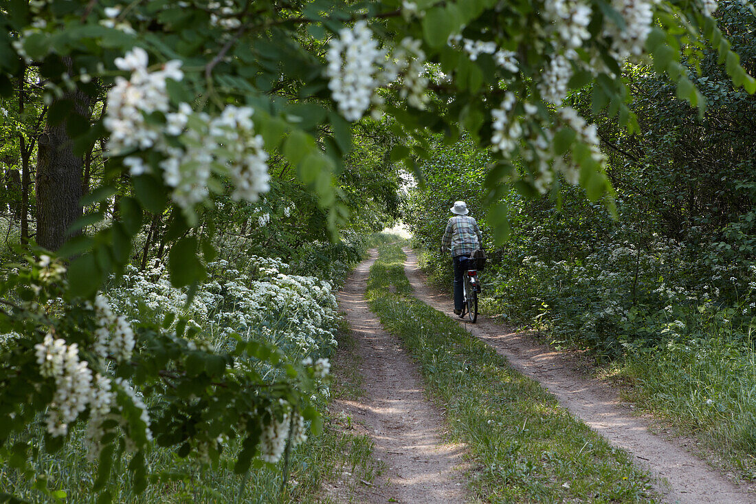 Robinienblüte am Weg, Brandenburg, Deutschland