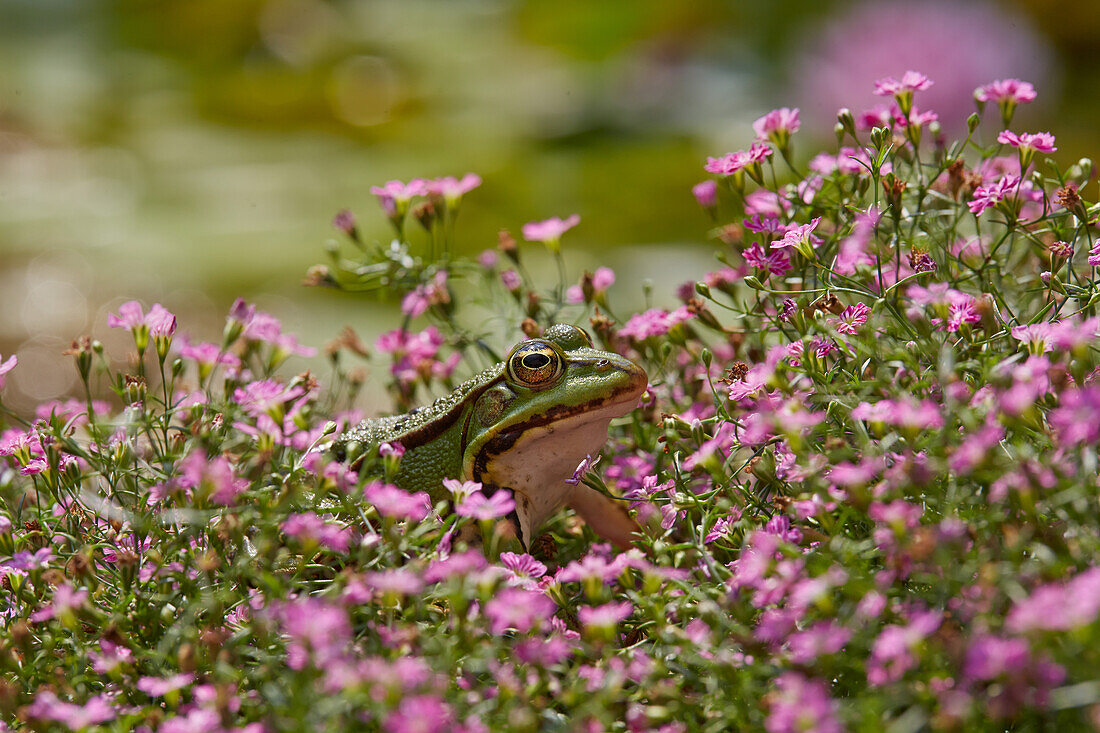 Wasserfrosch wartet auf Insekten, Deutschland