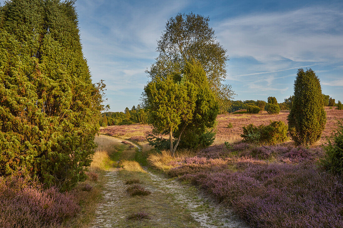 Blossoming heather, Lueneburger Heide, Wilseder Berg, Lower Saxony, Germany