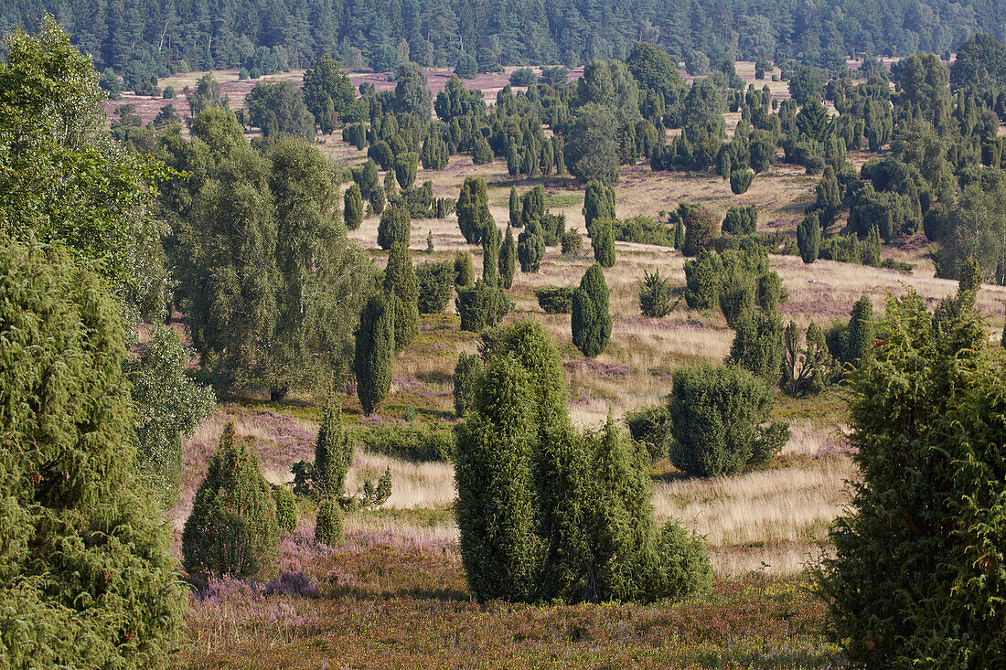 Heideblüte, Lüneburger Heide am Wilseder Berg, Niedersachsen, Deutschland