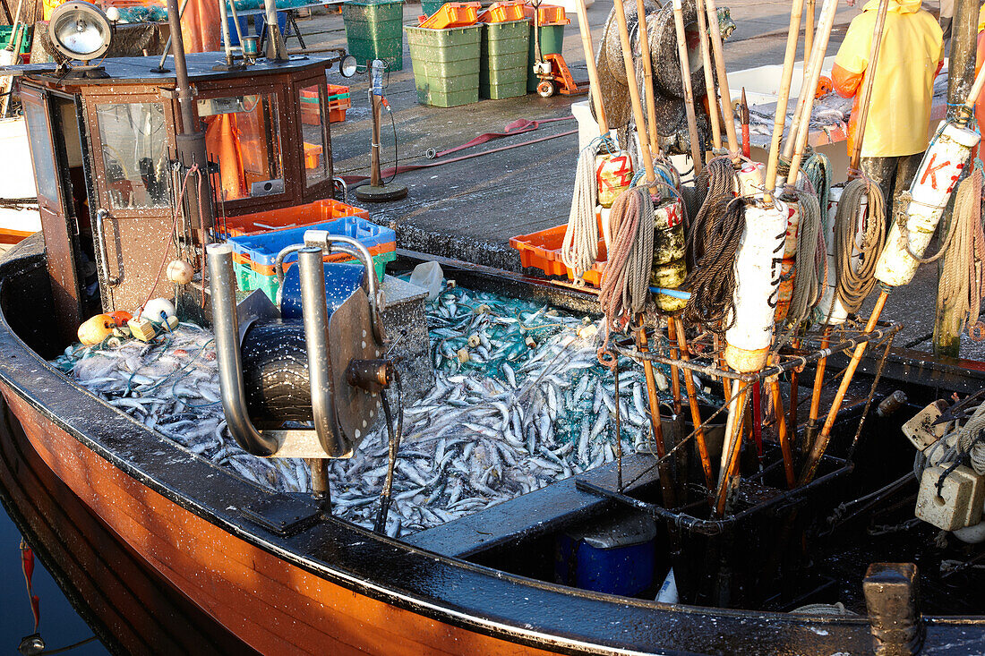 Herring in a boat in the harbour of Klein Zicker, Moenchgut, Ruegen, Baltic Sea, Mecklenburg Vorpommern, Germany