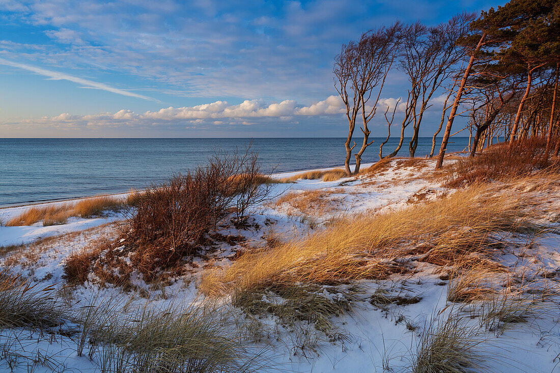 Winter on Weststrand beach, Darss, Western Pomerania Lagoon National Park, Baltic Sea, Mecklenburg Vorpommern, Germany