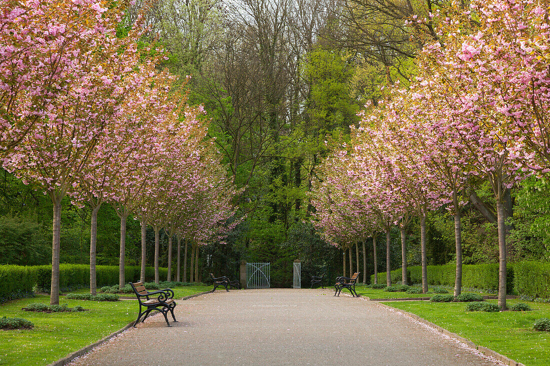 Alle of flowering cherry trees, Romberg park, Dortmund, North-Rhine Westphalia, Germany