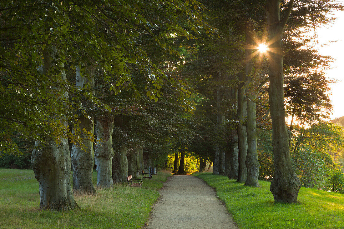 Copper beech alley, Machern, Saxony, Germany