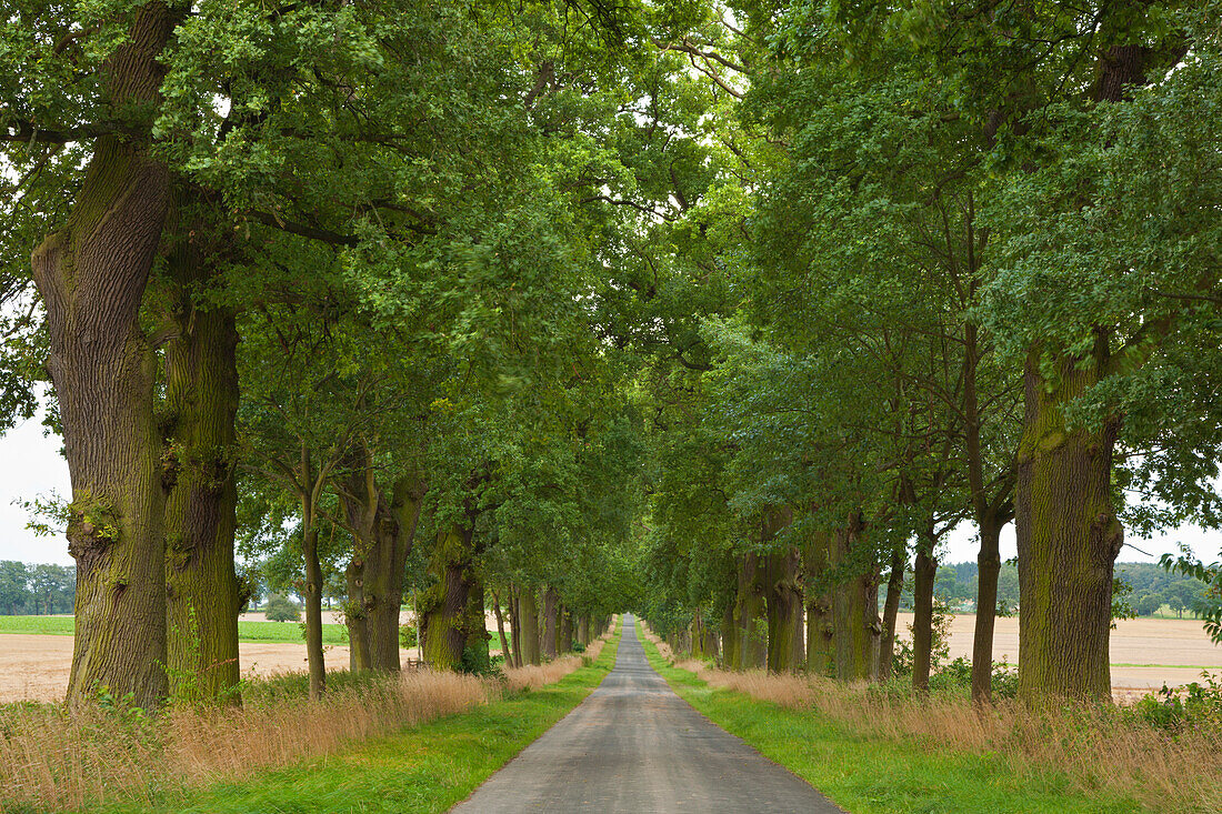 Oak alley near Hofgeismar, Hesse, Germany