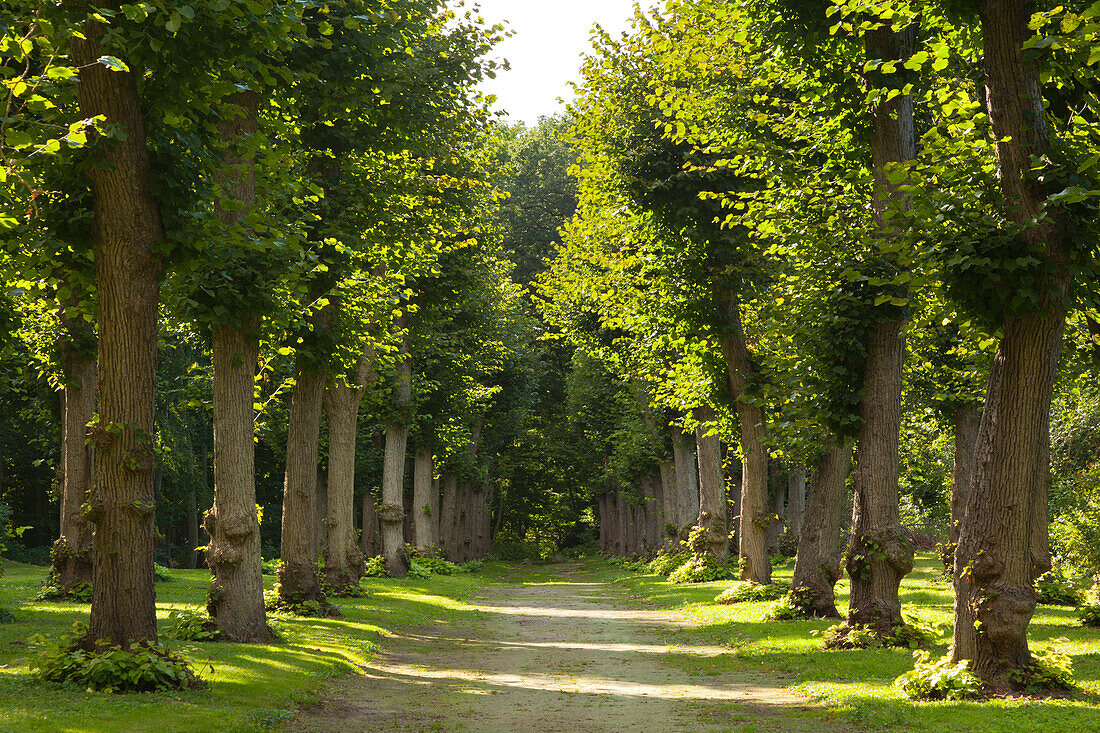 Lime alley, Kittendorf castle, Mecklenburg-Vorpommern, Germany