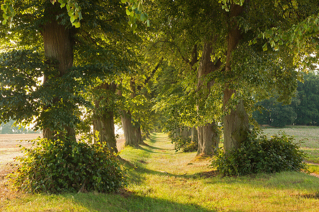 Lindenallee, bei Malchow, Mecklenburg-Vorpommern, Deutschland