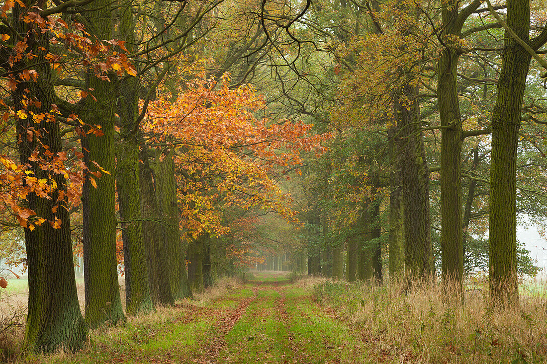 Eichenallee, Niederlausitz, Brandenburg, Deutschland