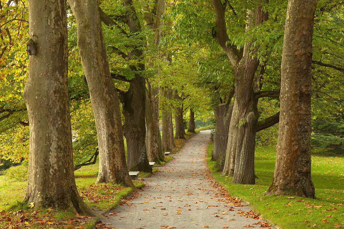 Platanen- und Maronenallee, Mainau, Baden-Württemberg, Deutschland