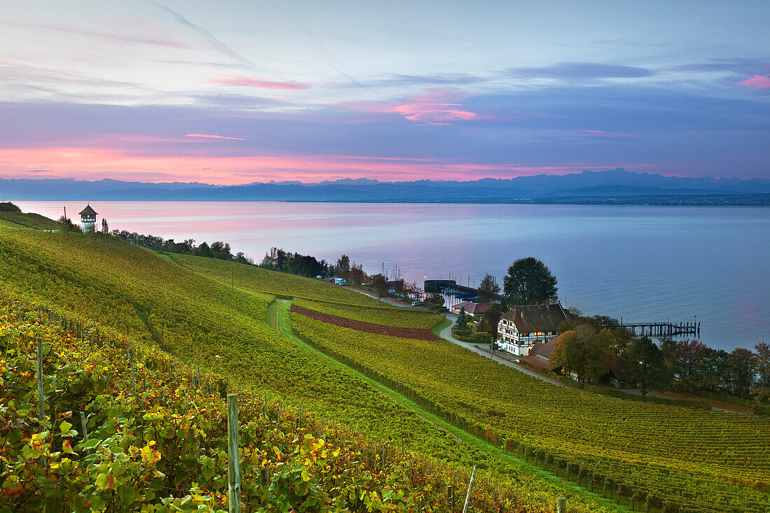 Morning mood at Lake Constance, view over a vineyard near Meersburg to the range of the Alps, Lake Constance, Baden-Wuerttemberg, Germany