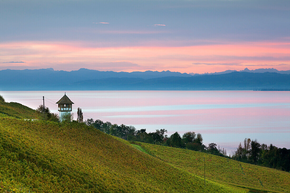 Morgenstimmung am Bodensee, Blick über einen Weinberg bei Meersburg auf die Kette der Alpen, Bodensee, Baden-Württemberg, Deutschland