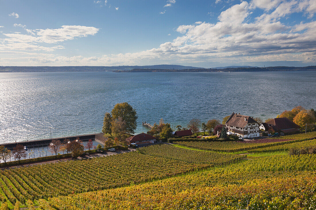 Blick über ein Weingut bei Meersburg auf den See, Bodensee, Baden-Württemberg, Deutschland