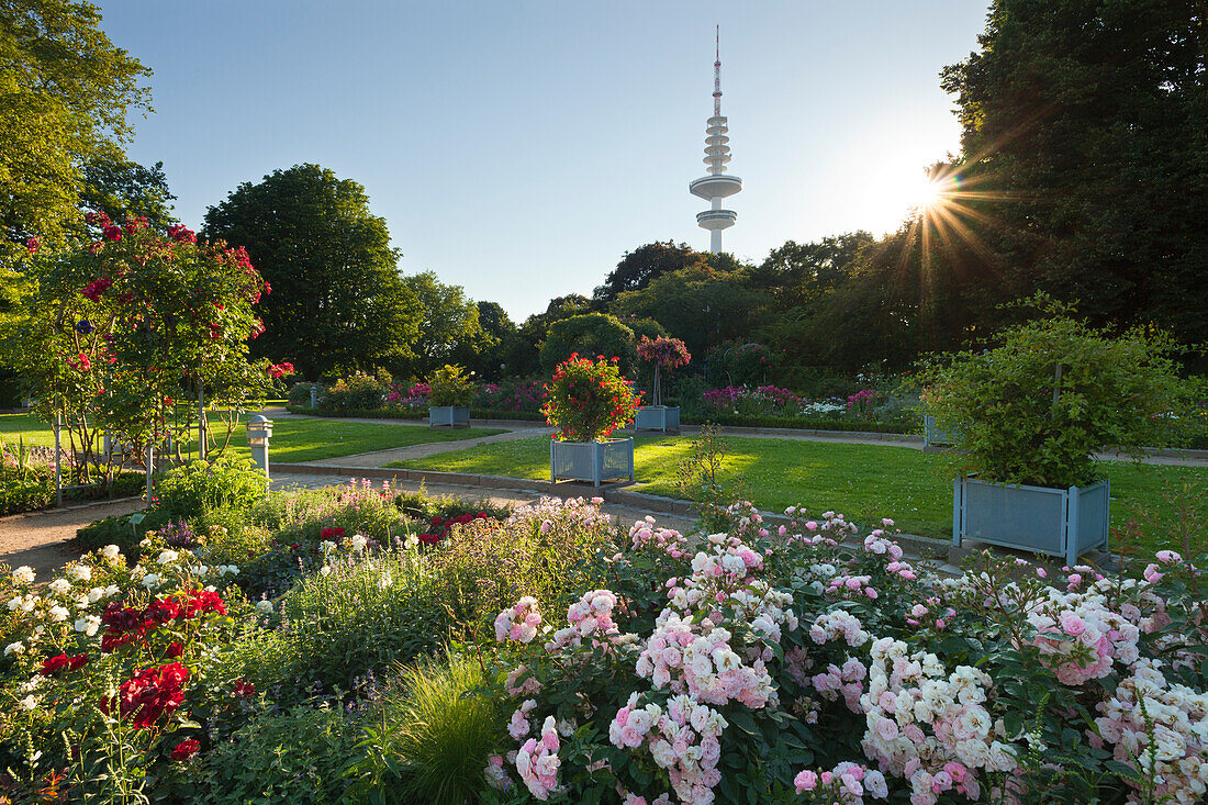 Rosengarten, Fernsehturm im Hintergrund, Planten un Blomen, Hamburg, Deutschland