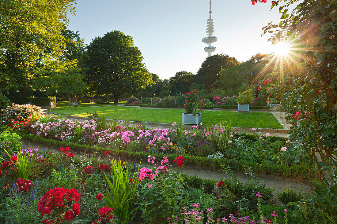 Rosengarten, Fernsehturm im Hintergrund, Planten un Blomen, Hamburg, Deutschland