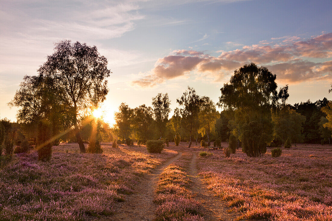 Weg durch die Heide, Lüneburger Heide, Niedersachsen, Deutschland