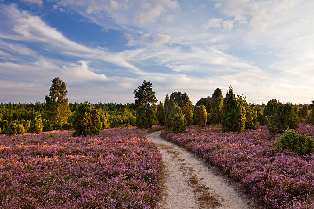 Path through the heather, Lueneburger Heide, Lower Saxony, Germany