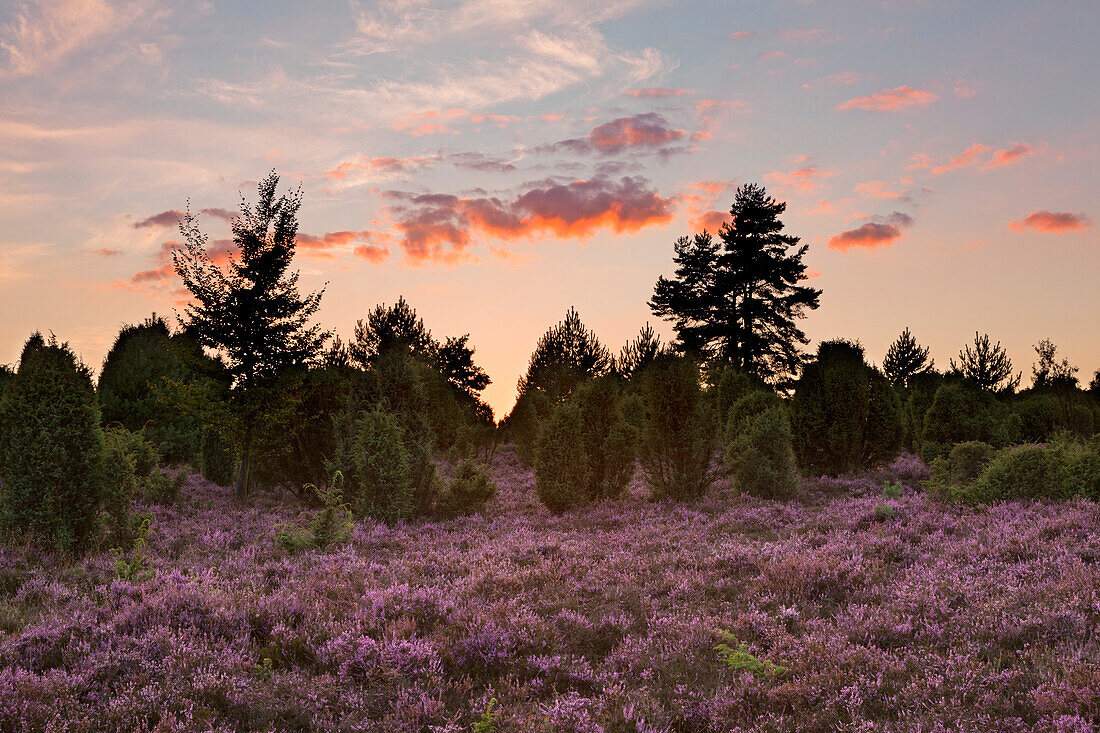 Sunset, Lueneburger Heide, Lower Saxony, Germany