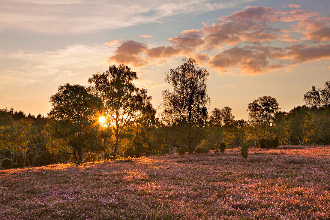 Sonnenuntergang, Lüneburger Heide, Niedersachsen, Deutschland