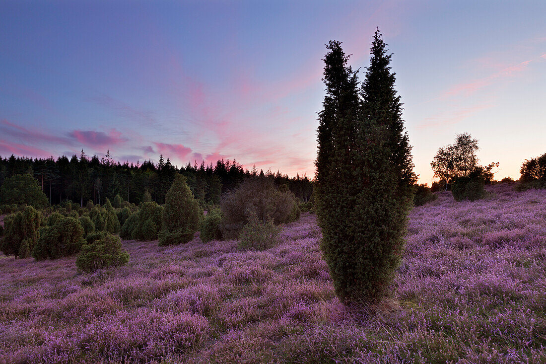 Sunset in the Lueneburger Heide, Lower Saxony, Germany