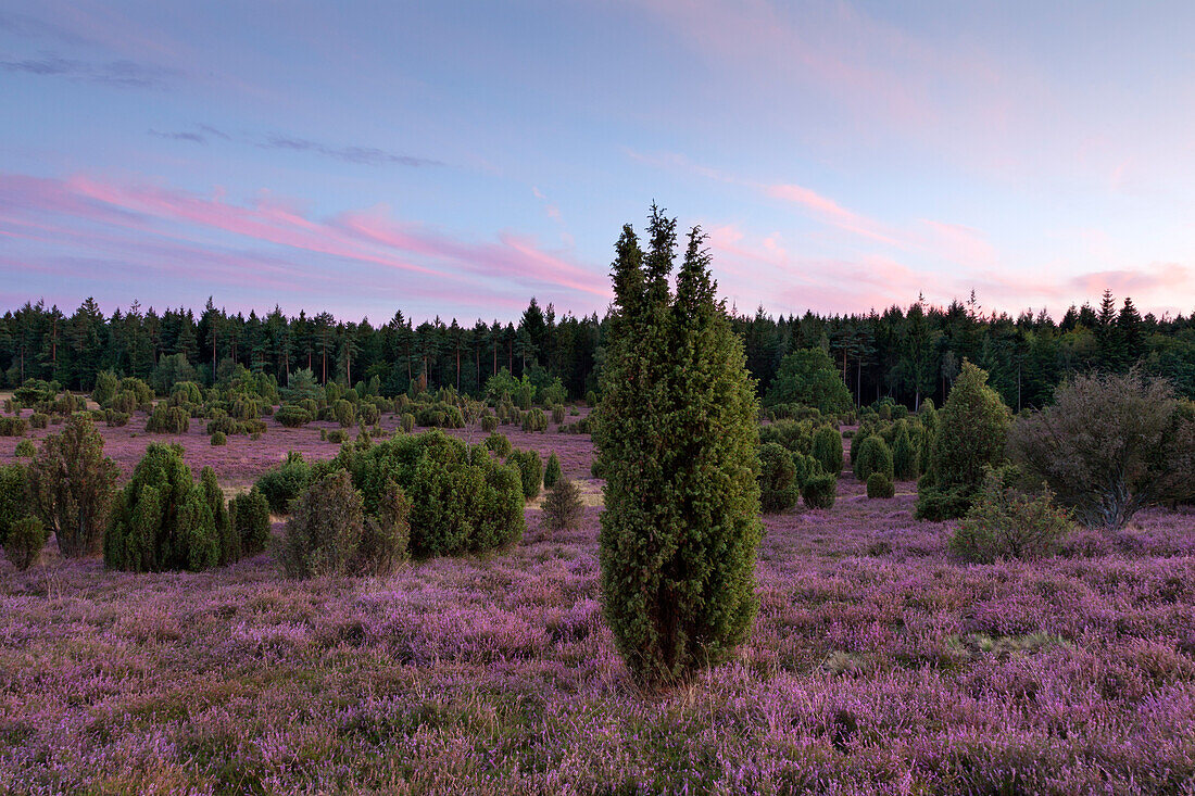 Sunset in the Lueneburger Heide, Lower Saxony, Germany