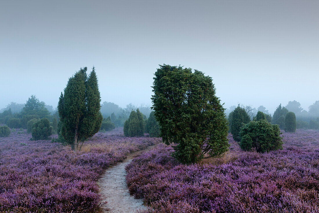 Path through the heather in the early morning fog, Lueneburger Heide, Lower Saxony, Germany