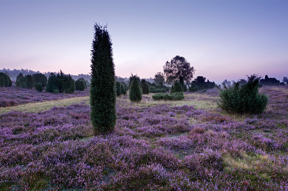 Frühnebel, Lüneburger Heide, Niedersachsen, Deutschland