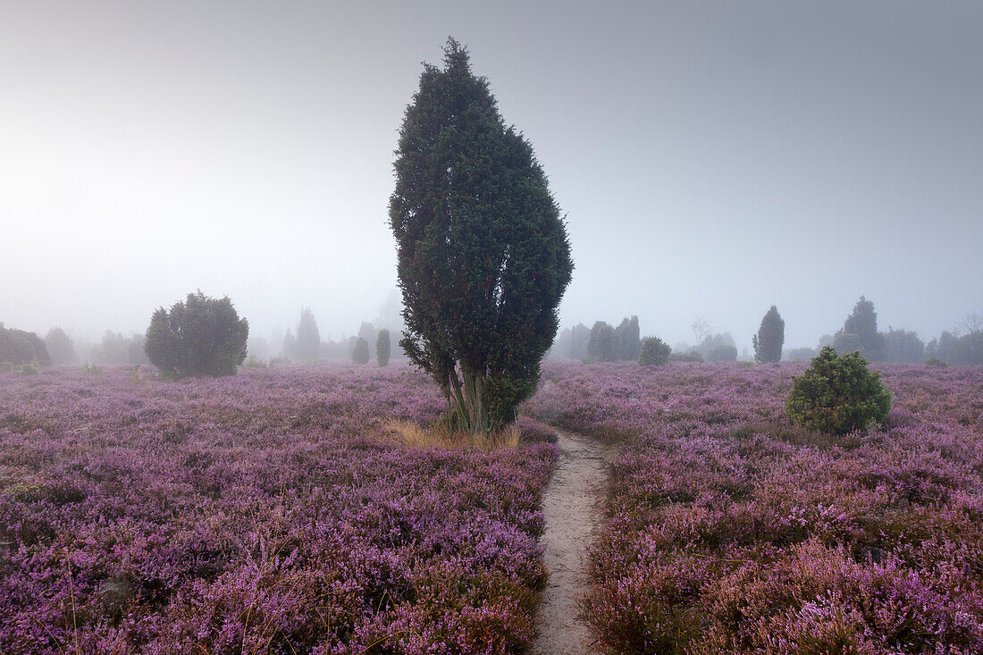 Path through the heather during early morning fog, Lueneburger Heide, Lower Saxony, Germany