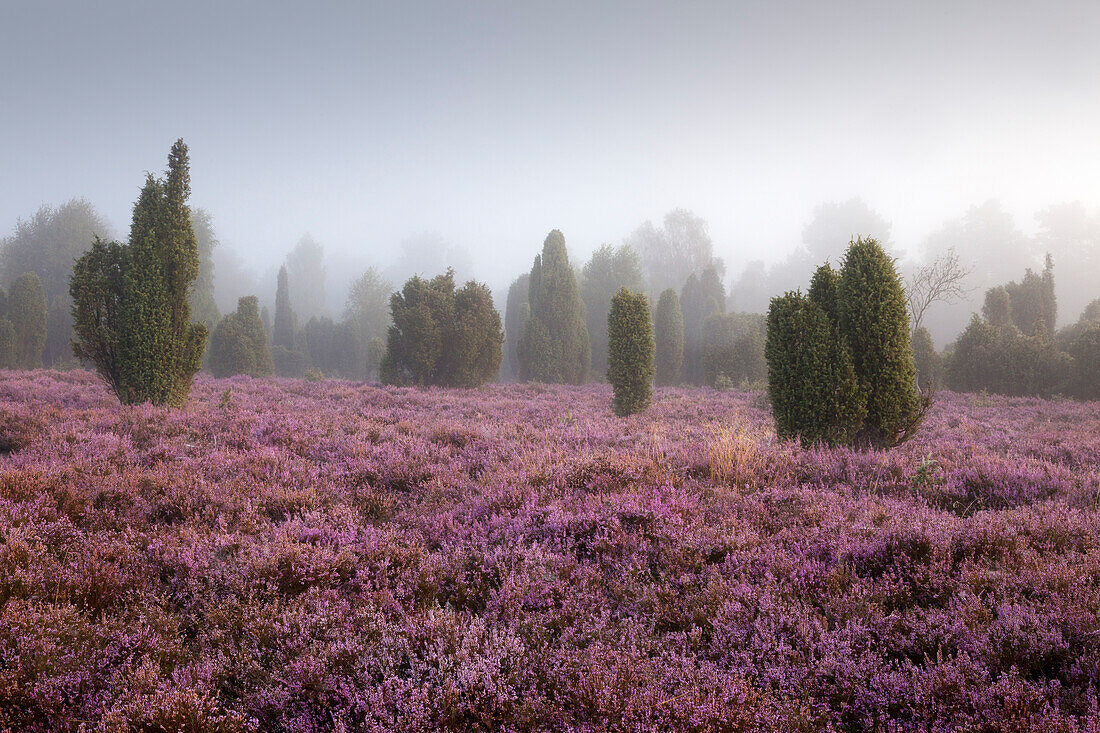 Early morning fog, Lueneburger Heide, Lower Saxony, Germany