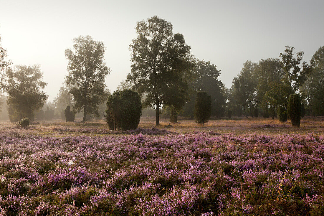 Early morning fog, Lueneburger Heide, Lower Saxony, Germany