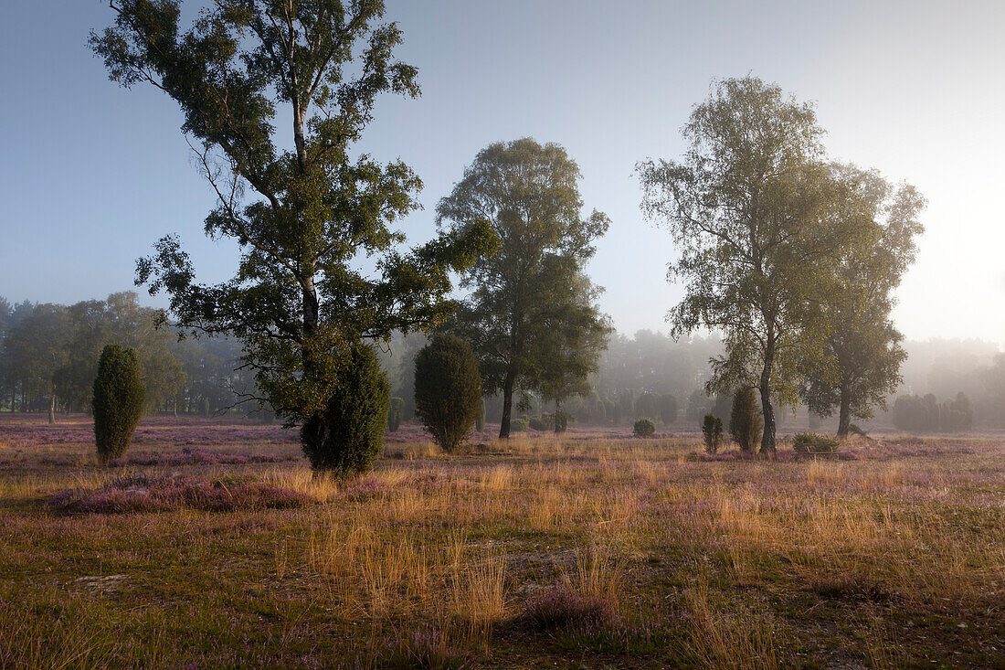 Early morning fog, Lueneburger Heide, Lower Saxony, Germany