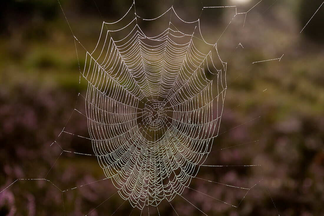 Spinnennetz, Lüneburger Heide, Niedersachsen, Deutschland