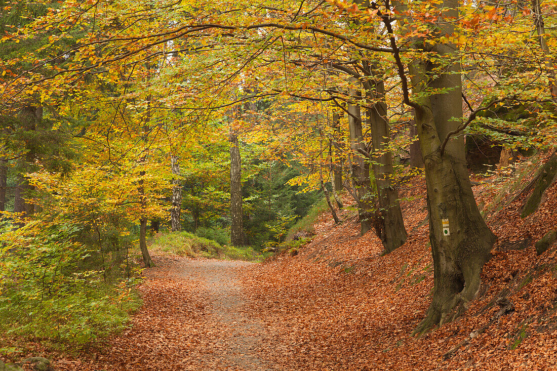 Hiking trail to Schrammsteine, National Park Saxon Switzerland, Elbe Sandstone Mountains, Saxony, Germany