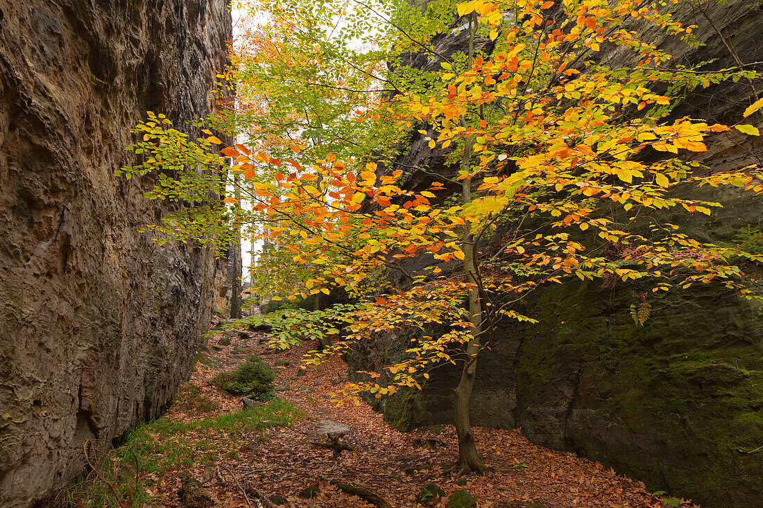 Hiking trail between the rocks at Bielatal, National Park Saxon Switzerland, Elbe Sandstone Mountains, Saxony, Germany